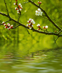 Apricot tree flower