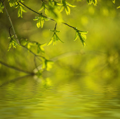 Sunny green leaves