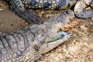 Portrait of a Nile Crocodile