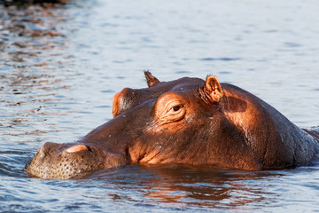 Fototapeta premium portrait of Hippo Hippopotamus Hippopotamus