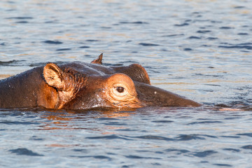 Fototapeta premium portrait of Hippo Hippopotamus Hippopotamus