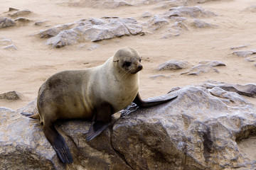 Obraz premium Small sea lion - Brown fur seal in Cape Cross, Namibia