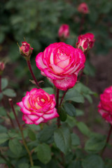 Bush of red white roses