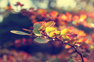 Colorful background of autumn leaf, vintage look