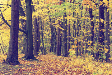 Colorful autumn trees in forest, vintage look
