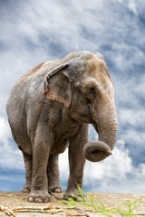 Fototapeta na wymiar elephant portrait on cloudy sky
