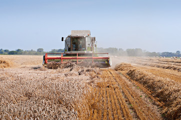 Obraz premium kombajn w polu