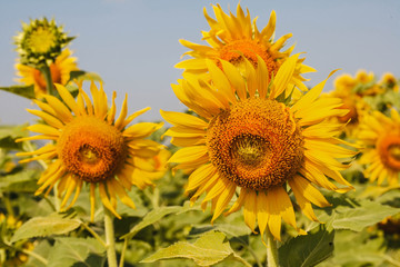 sunflower field