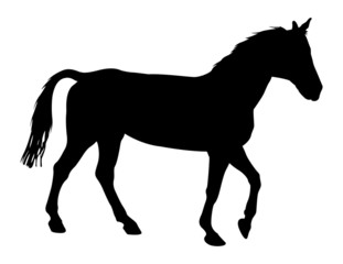 Fototapeta na wymiar Horse Animal Shape