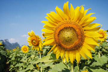 sunflower field