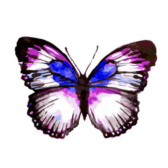 butterfly235