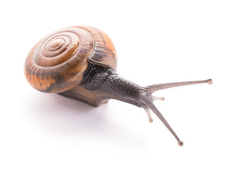 Snail