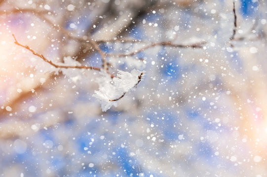 Snow covered tree and snowfall © smallredgirl