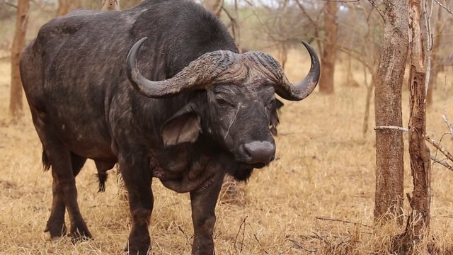 African buffalo eating grass. South Africa.