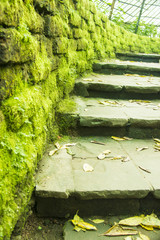 Stone stairs and mossy wall