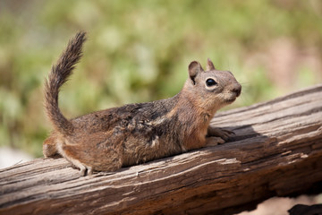 squirell
