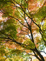 Color Leaf in autumn
