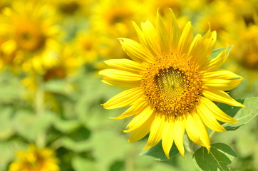 sunflowers