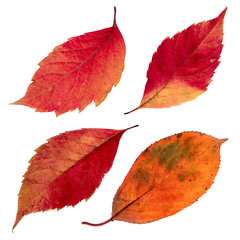 Isolated autumn leaves set