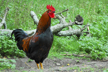 Brown and black rooster