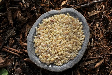 Frank Incense drops (olibanum gummi from ethiopia) in a stone bowl with a forest soil (bark mulch,...