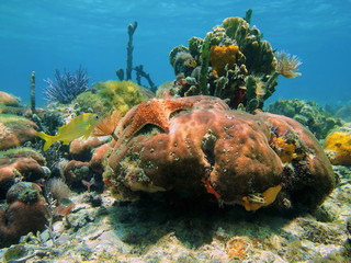 Colorful sea life underwater in a coral reef