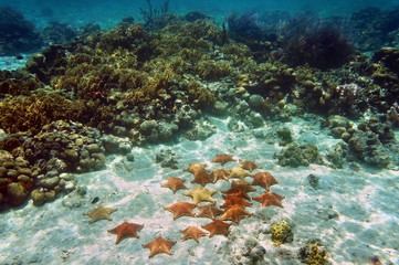 Naklejka na ściany i meble Cushion sea stars underwater in a coral reef