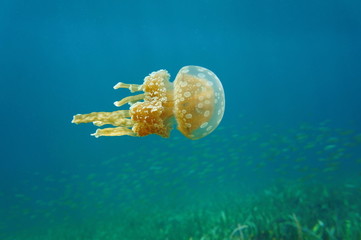 Obraz premium Mastigias jellyfish underwater in Caribbean sea