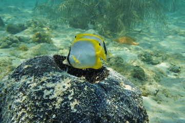 Fototapeta na wymiar Nest of fish Spotfin Butterflyfish in a sponge