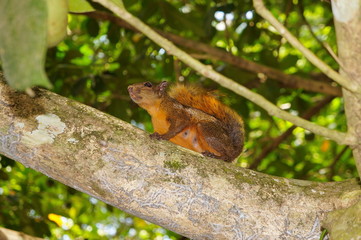 Red-tailed Squirrel Sciurus granatensis Costa Rica