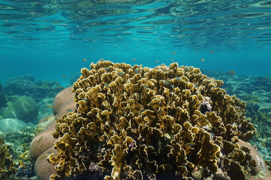 Bladed fire coral with small fish in a reef Panama