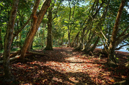 Footpath under tropical trees along the coast, Caribbean side of Costa Rica, Central America, Puerto Viejo