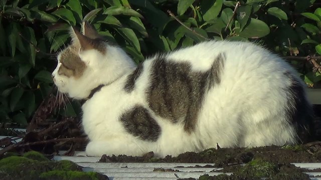 cat relax and away