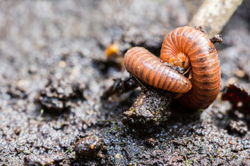 Small millipede