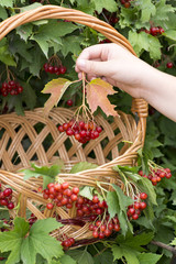 Child's hand holds viburnum berries