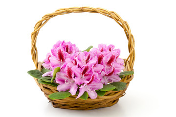 Fototapeta na wymiar rhododendron in a basket