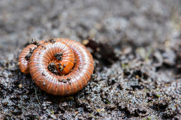 Small millipede
