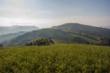 Alfalfa field with badlands in background © luciap