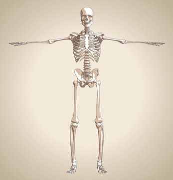 The human skeleton