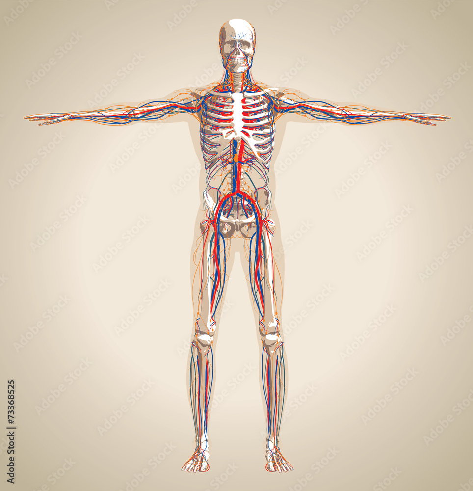 Wall mural human (male) circulation system, nervous system and lymphatic sy