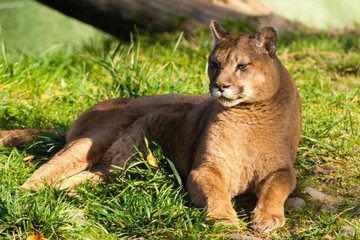 cougar