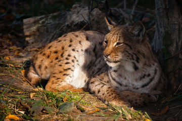 Fototapeta premium Lynx