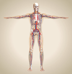 Human (male) circulation system, nervous system and lymphatic sy