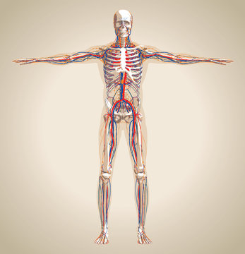 Human (male) Circulation System, Nervous System And Lymphatic Sy