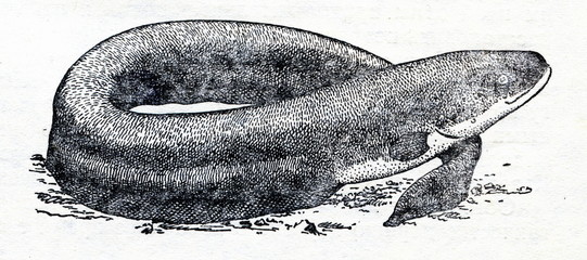 Fototapeta premium Electric eel (Electrophorus electricus)