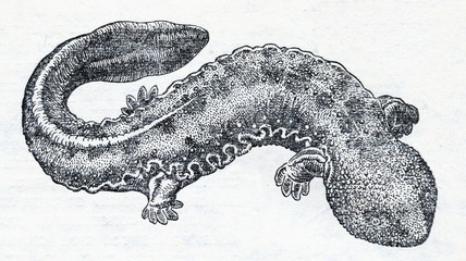 Fototapeta premium Japanese giant salamander (Andrias japonicus)