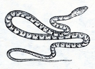 Fototapeta premium Spotted Desert Racer (Coluber karelini0