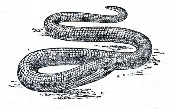Sheltopusik (Pseudopus apodus)
