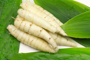 rhizomes d'arrow-root