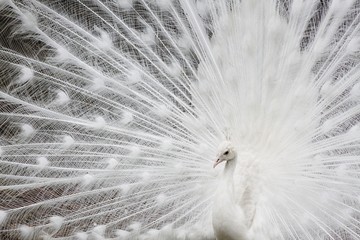 Naklejka premium White peafowl